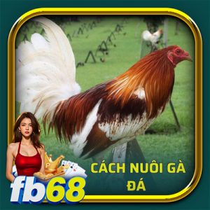 cách nuôi gà đá - ảnh đại diện