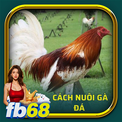 cách nuôi gà đá - ảnh đại diện